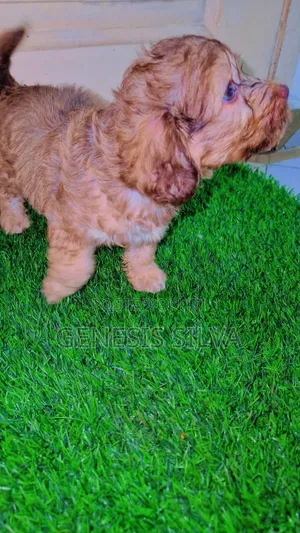 1-3 months Male Purebred Poodle