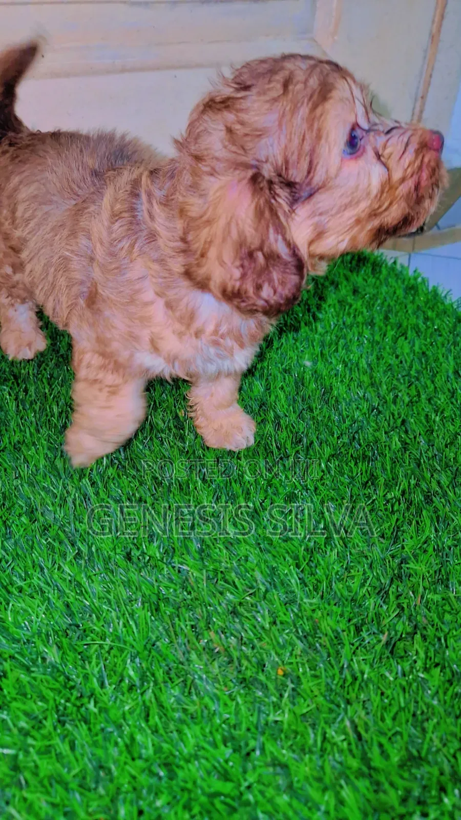 1-3 months Male Purebred Poodle