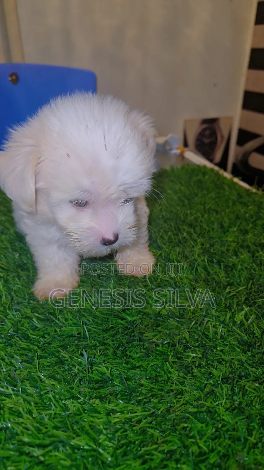 1-3 months Male Purebred Poodle