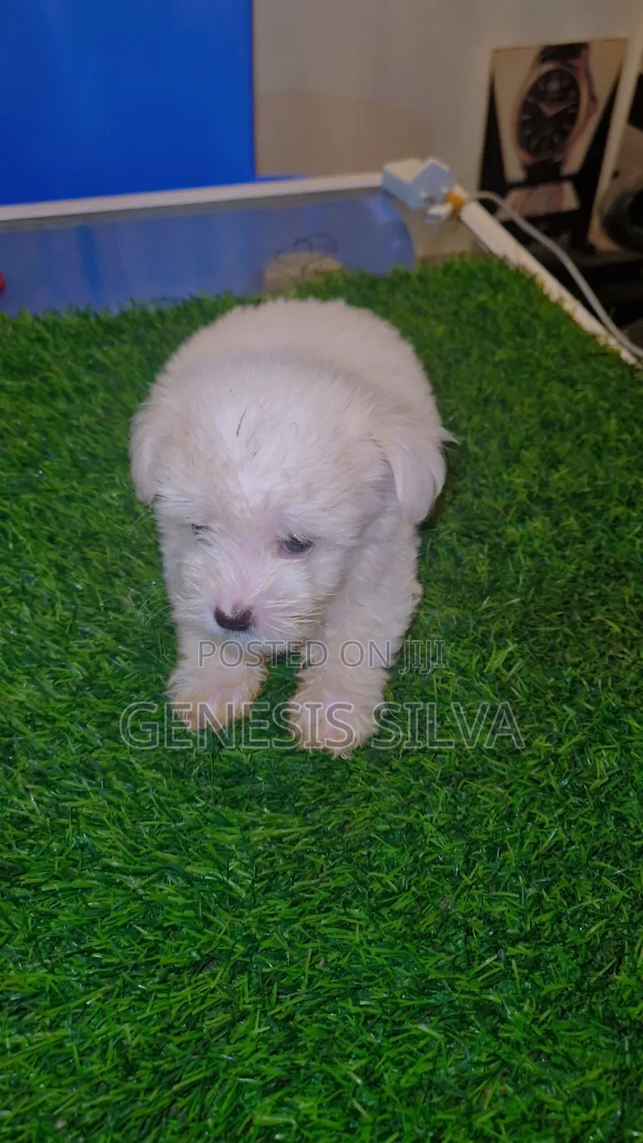 1-3 months Male Purebred Poodle