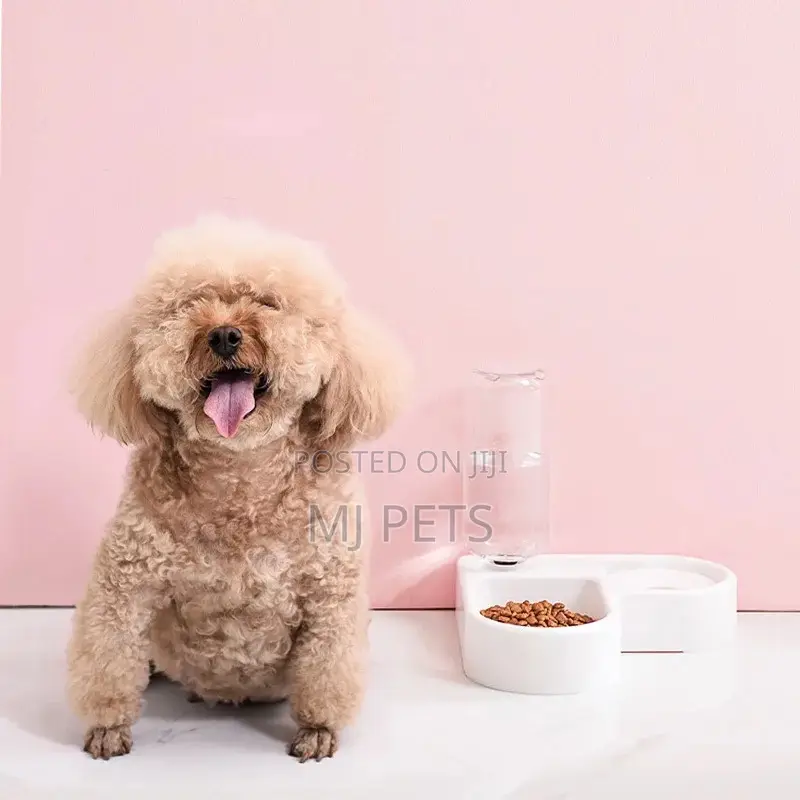 Dog Food and Water Bowl
