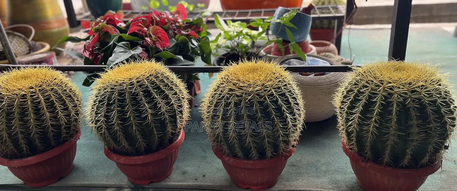 Cactus for Sale