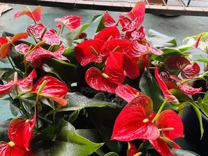 Anthurium for Sale