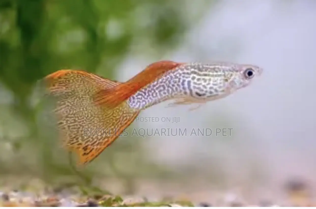 Guppy Fish