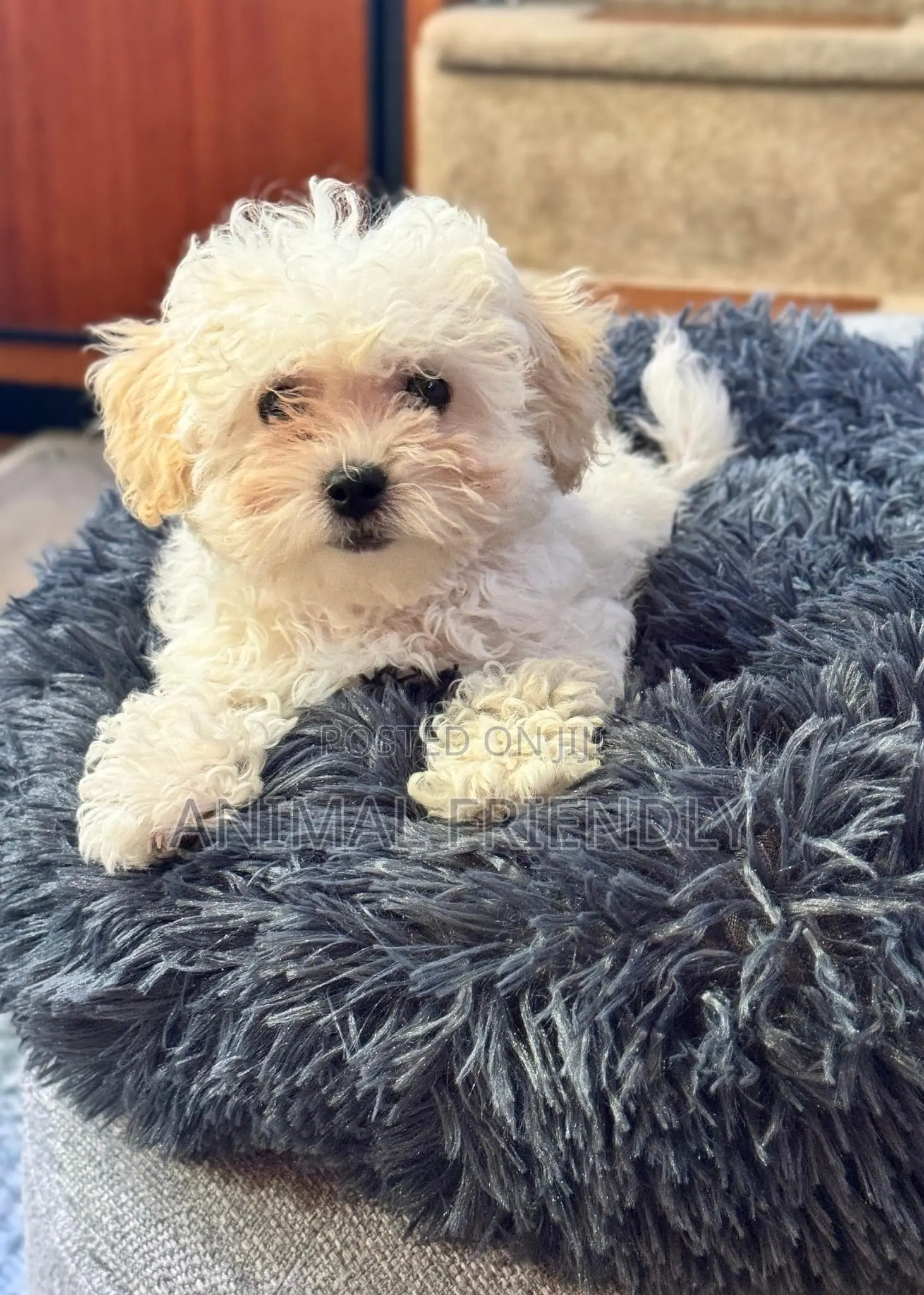 1-3 months Female Purebred Lhasa Apso