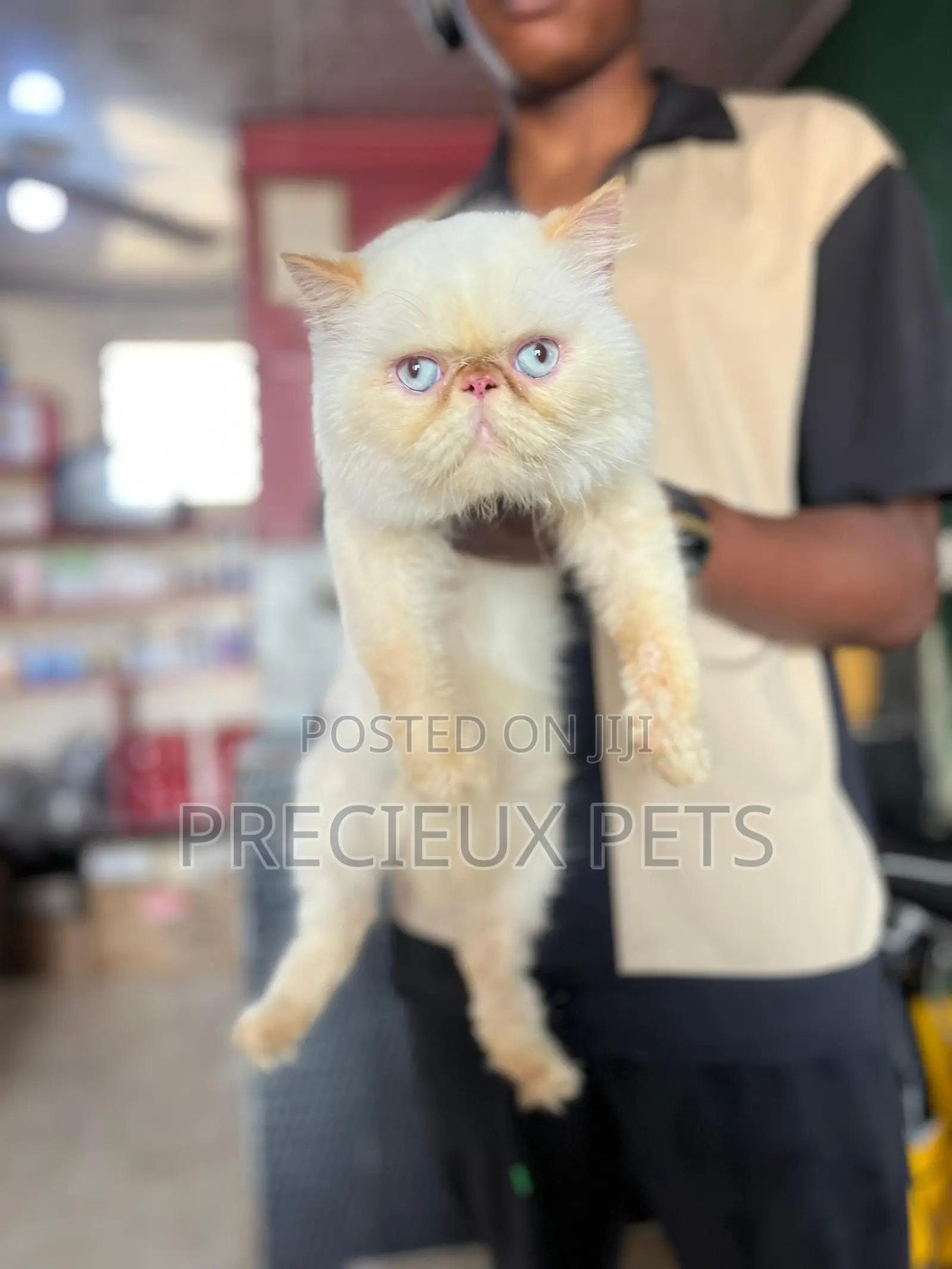1+ year Male Purebred Persian