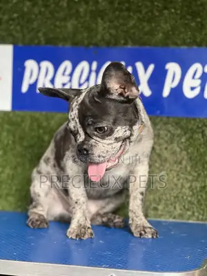 3-6 months Male Purebred French Bulldog