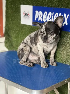 3-6 months Male Purebred French Bulldog