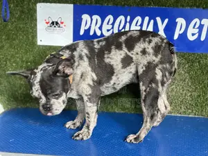 3-6 months Male Purebred French Bulldog