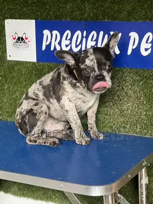 3-6 months Male Purebred French Bulldog