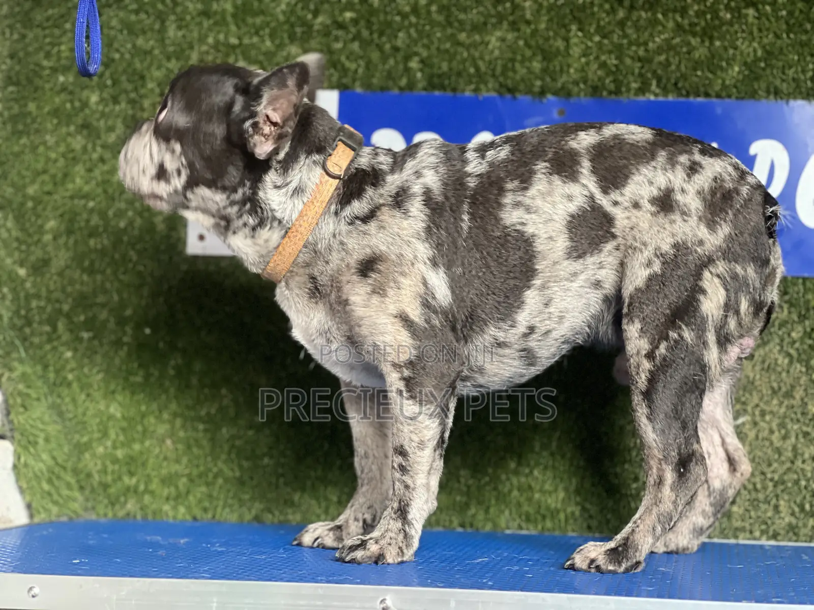 3-6 months Male Purebred French Bulldog