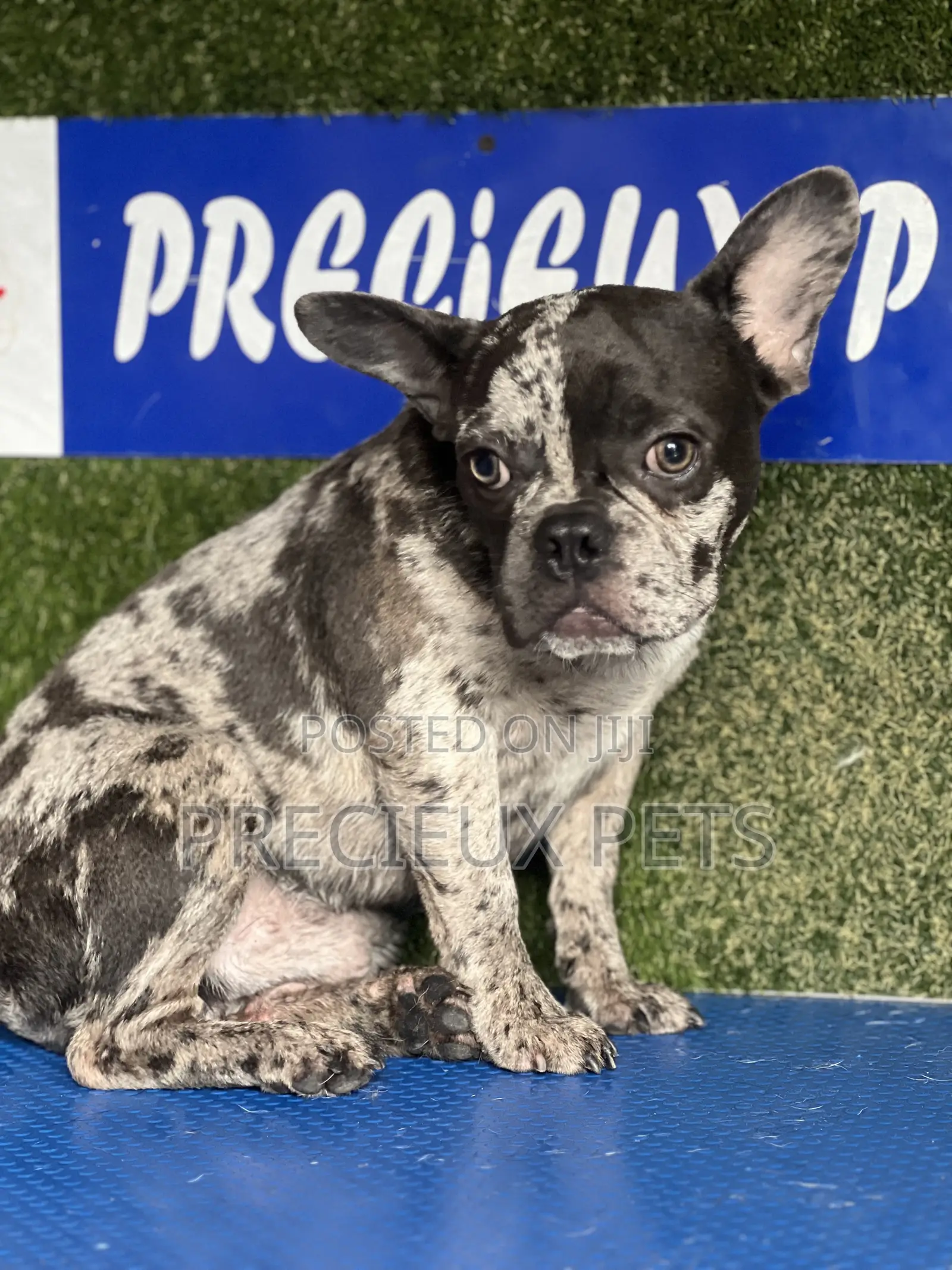 3-6 months Male Purebred French Bulldog