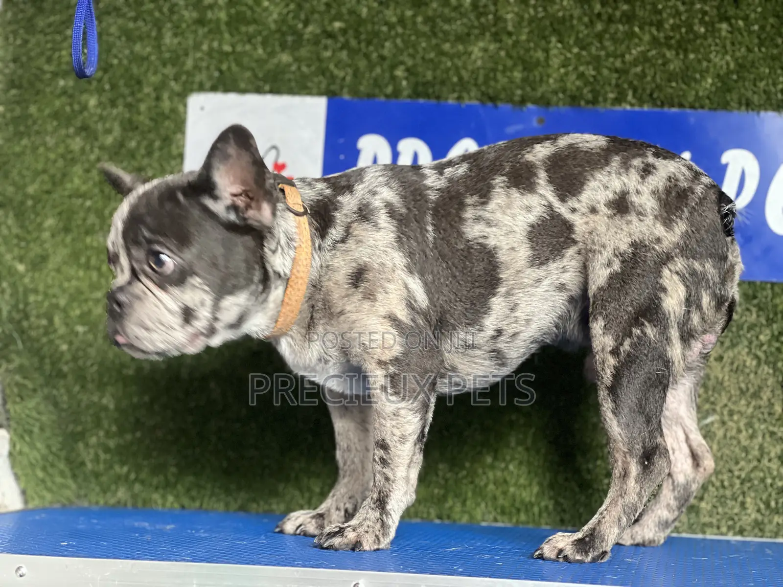 3-6 months Male Purebred French Bulldog