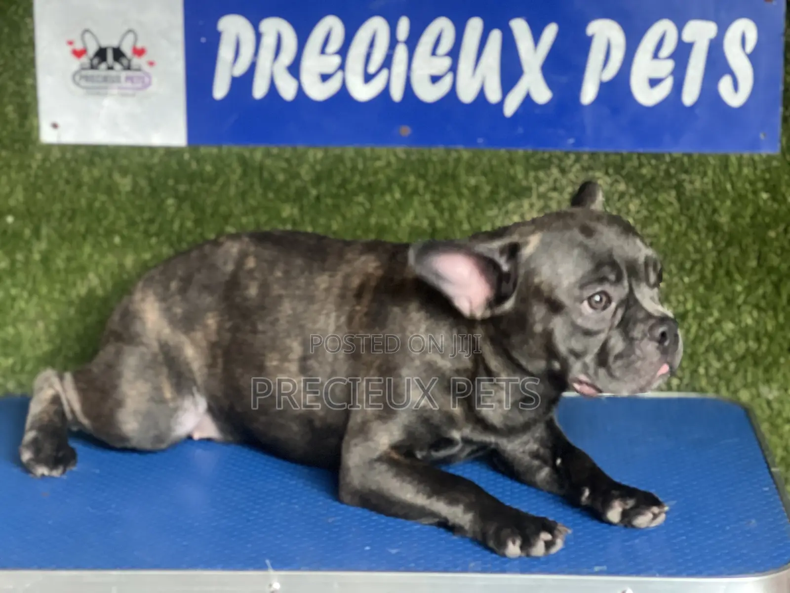 3-6 months Male Purebred French Bulldog