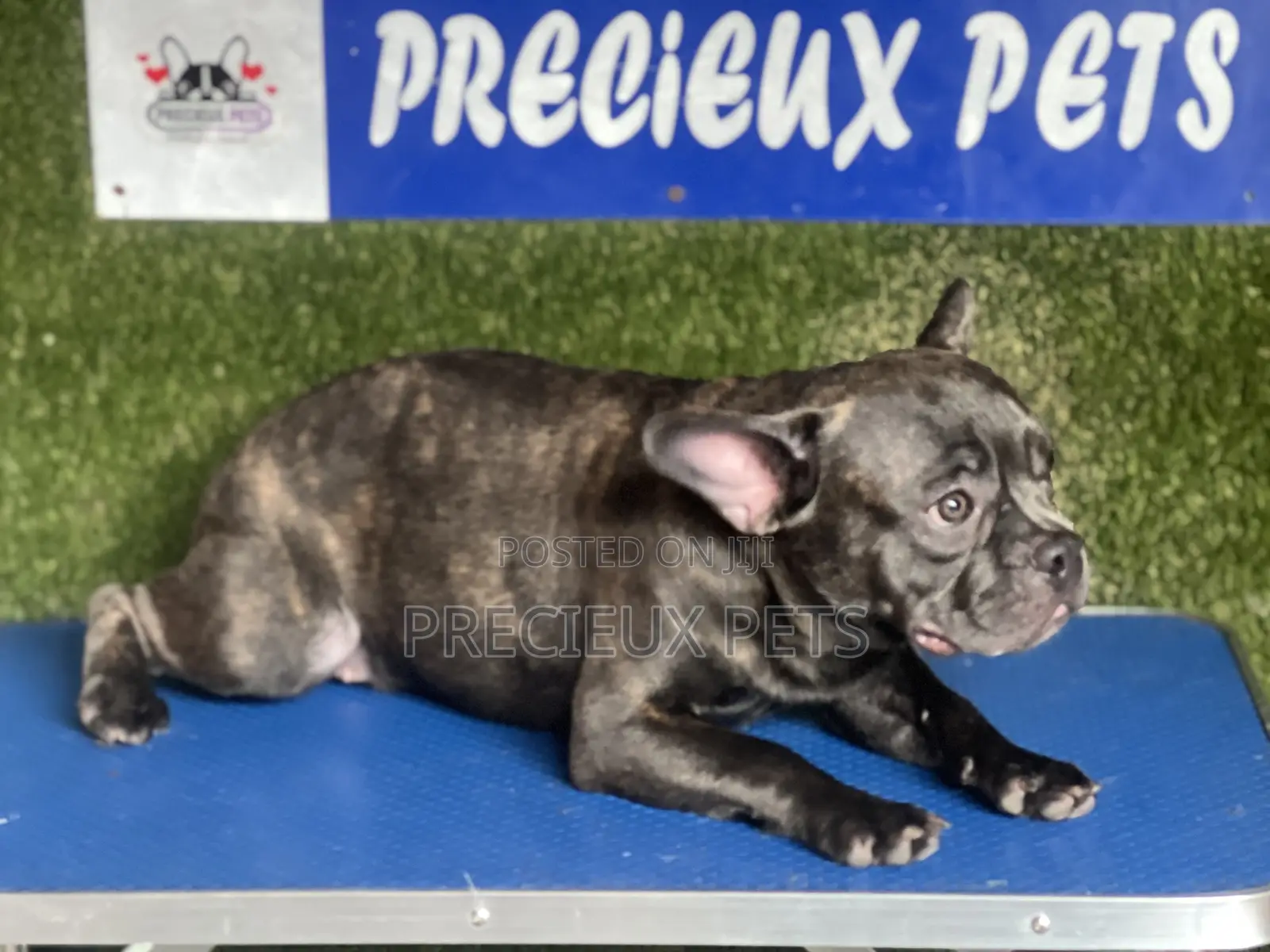 3-6 months Male Purebred French Bulldog
