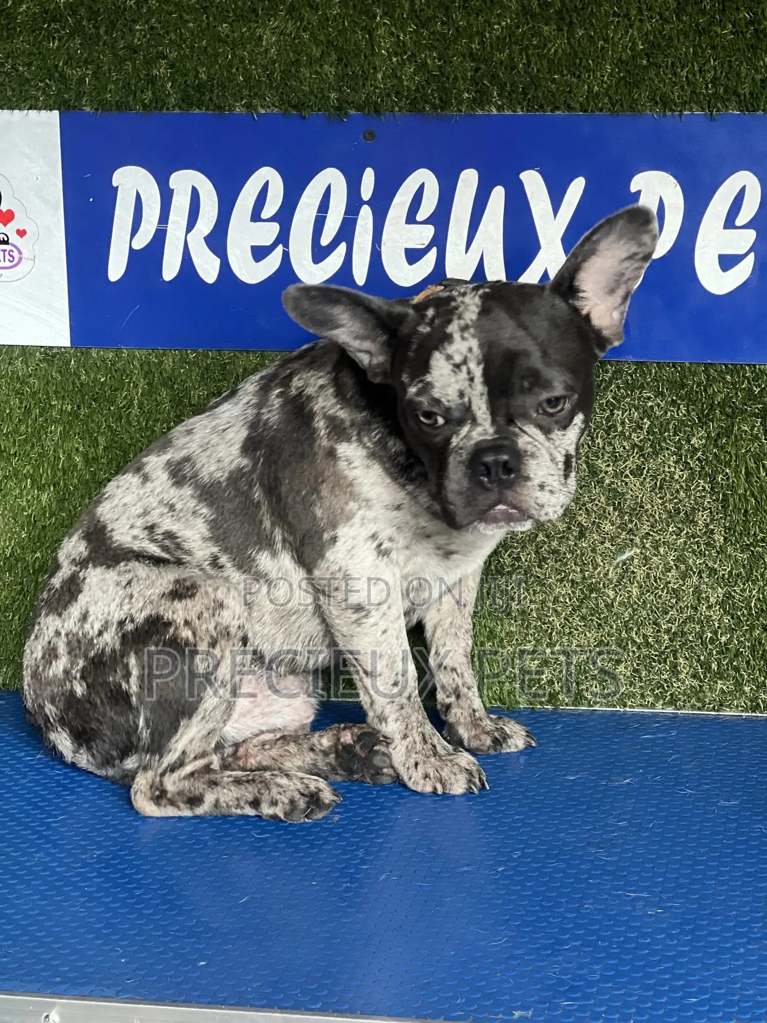 3-6 months Male Purebred French Bulldog