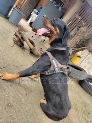 1+ year Male Purebred Rottweiler