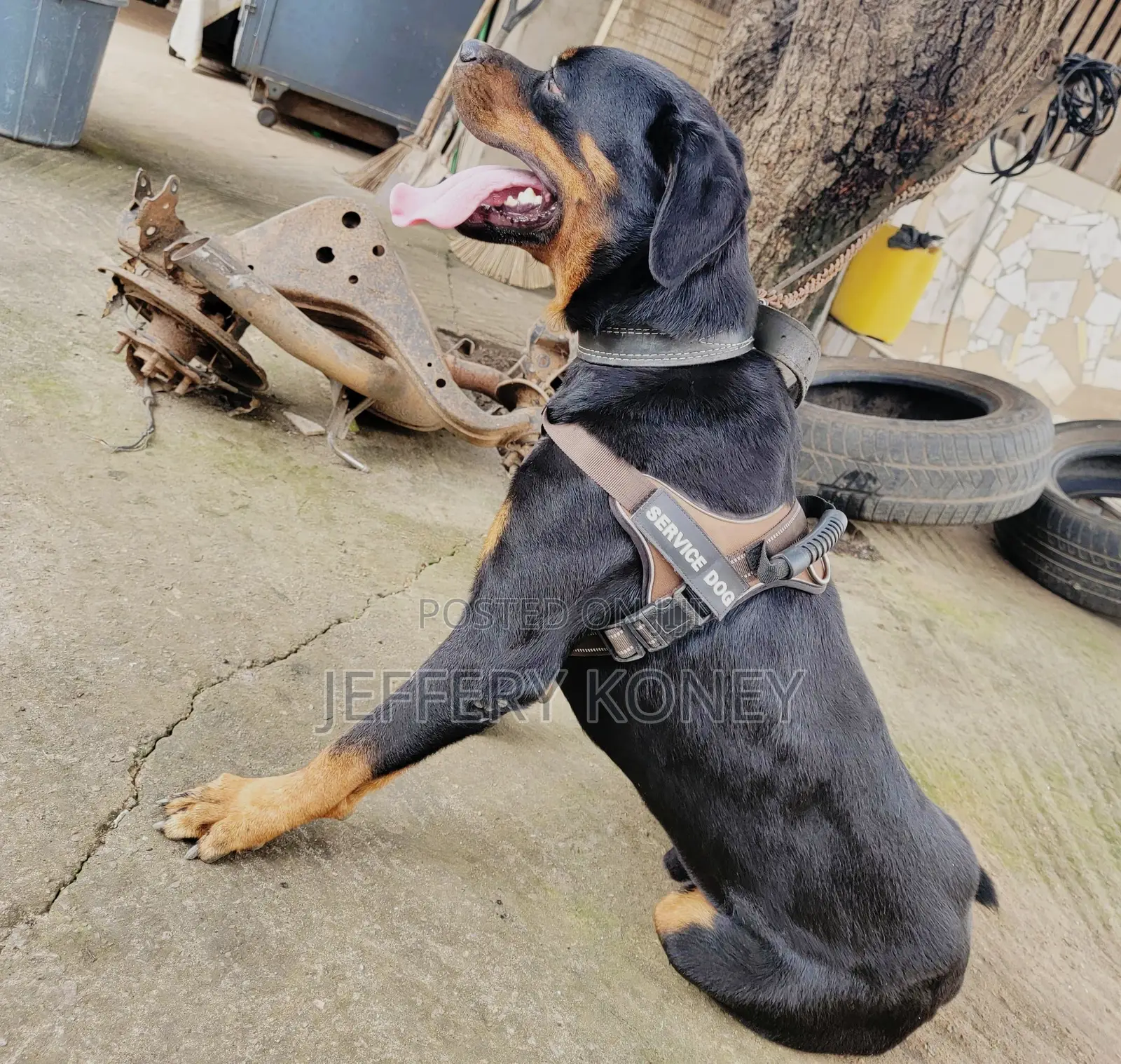 1+ year Male Purebred Rottweiler