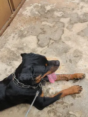 1+ year Male Purebred Rottweiler