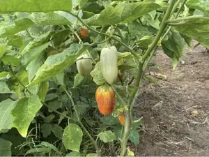 West African Eggplant