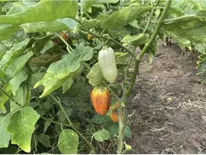 West African Eggplant