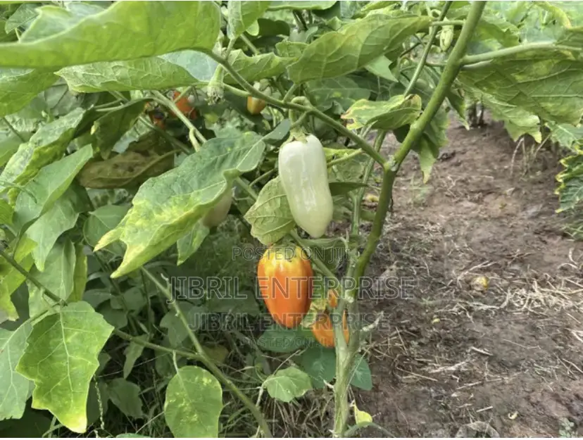 West African Eggplant