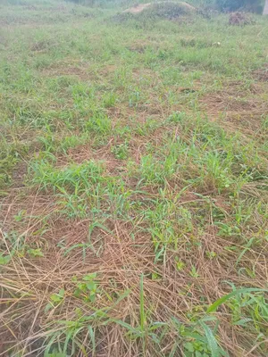 Farmland for Sale