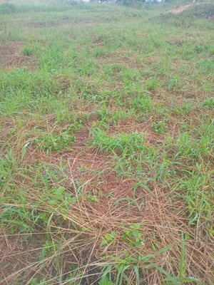 Farmland for Sale