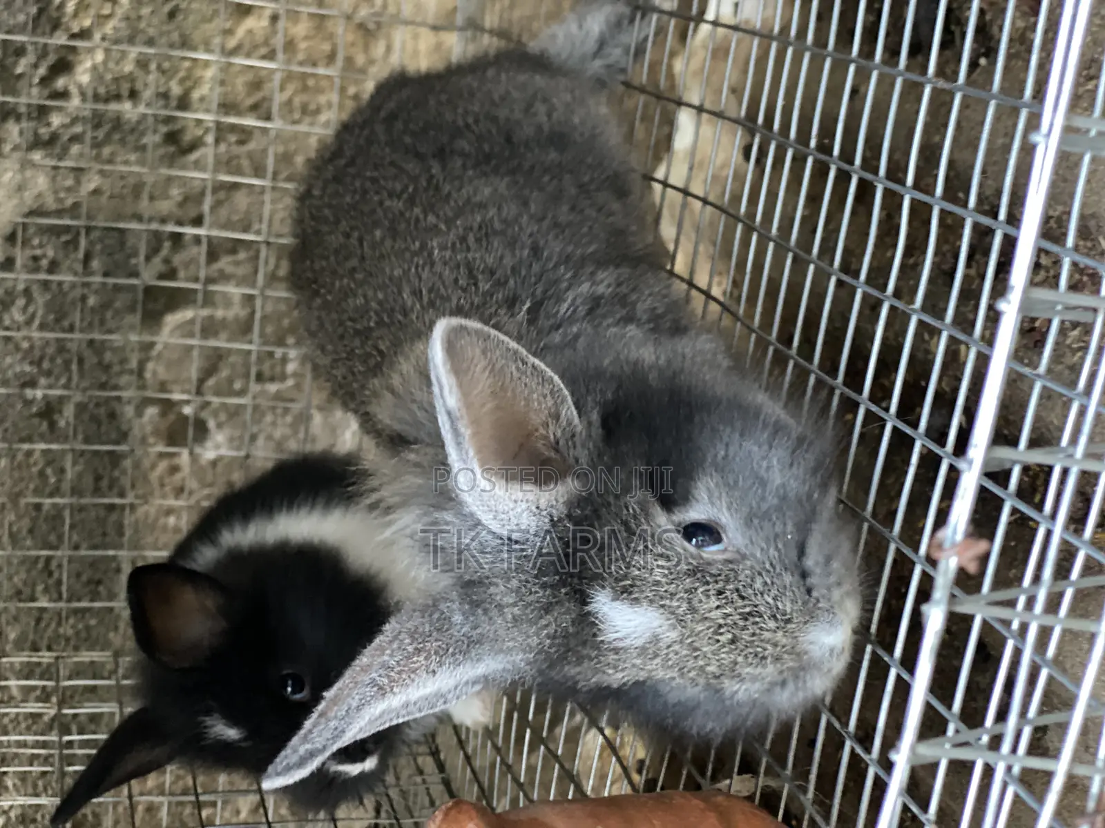 Rabbit Bunnies at Affordable Prices