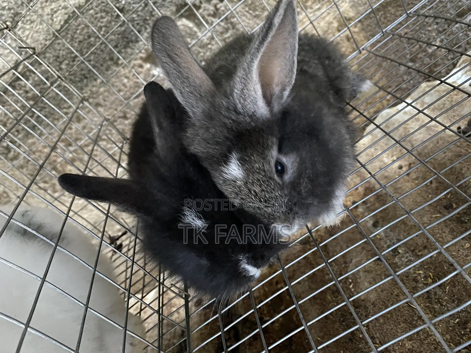 Rabbit Bunnies at Affordable Prices