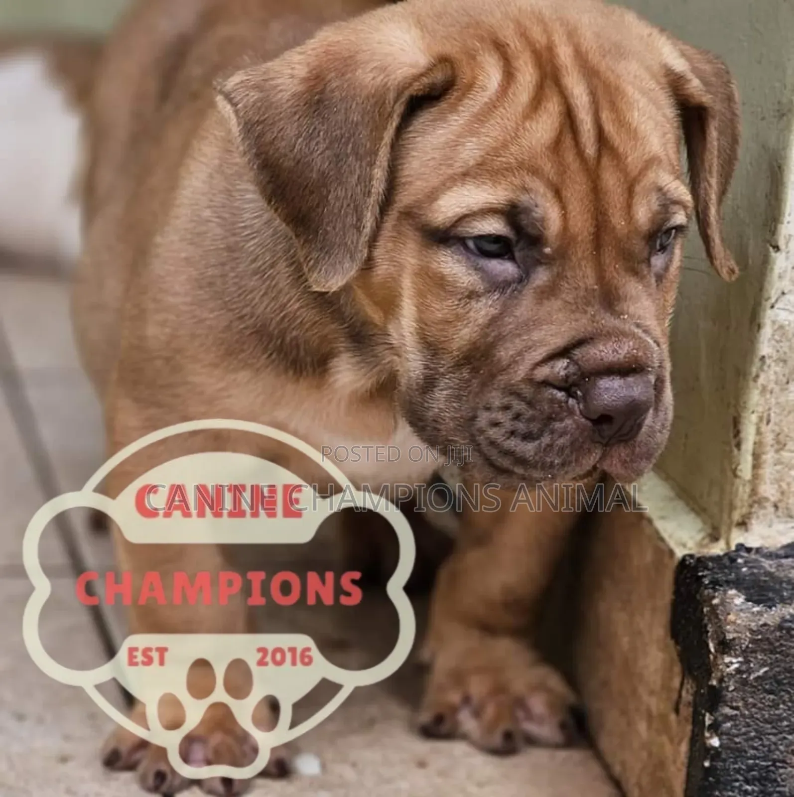 1+ year Male Purebred Boerboel