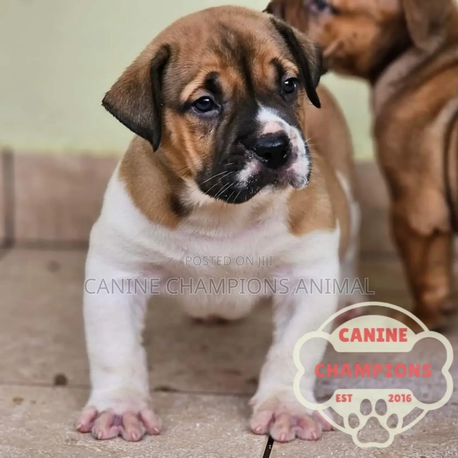 1+ year Male Purebred Boerboel