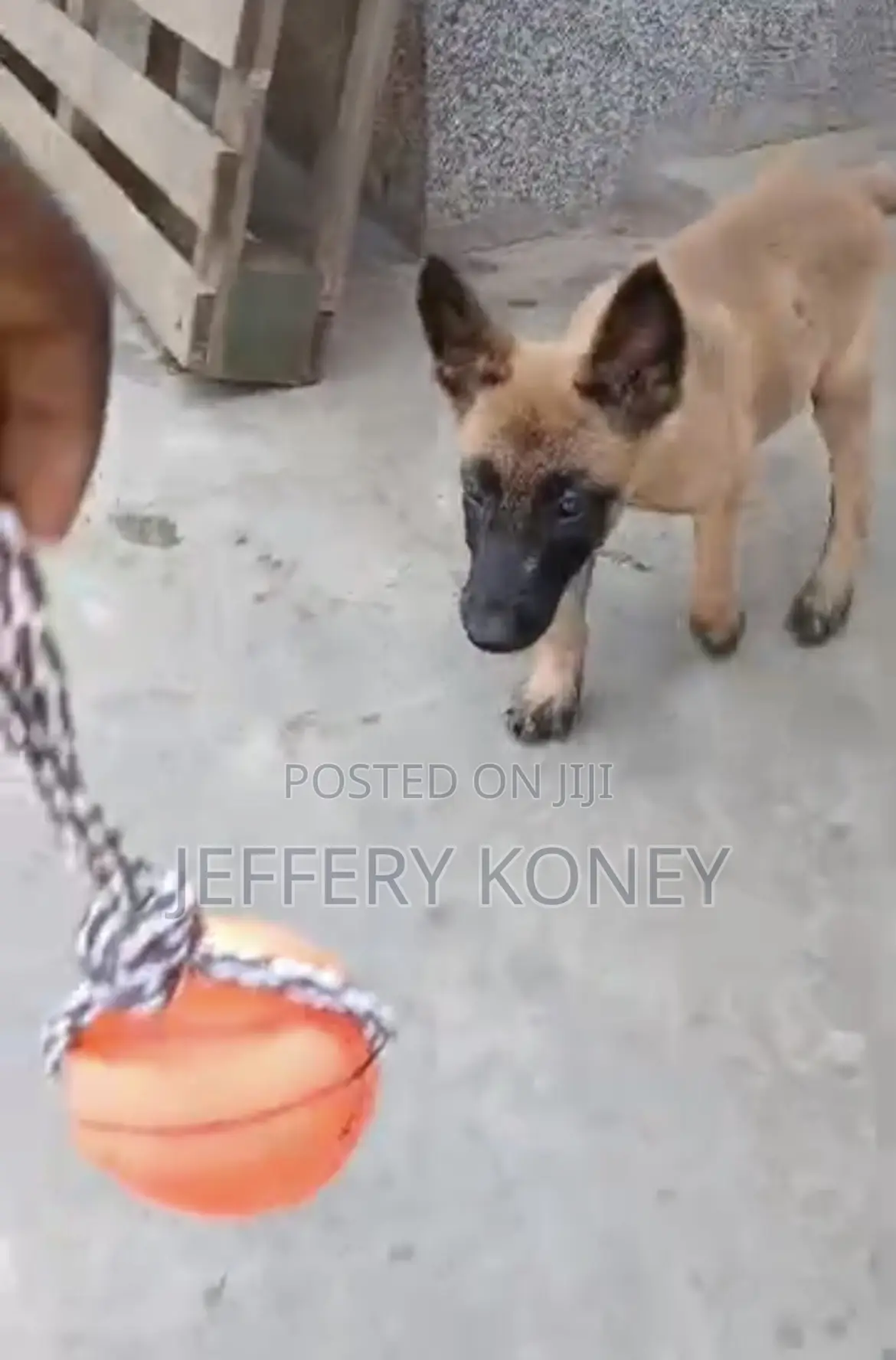 1-3 months Female Purebred Belgian Malinois