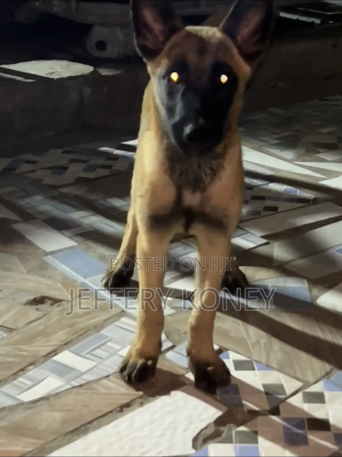 1-3 months Female Purebred Belgian Malinois