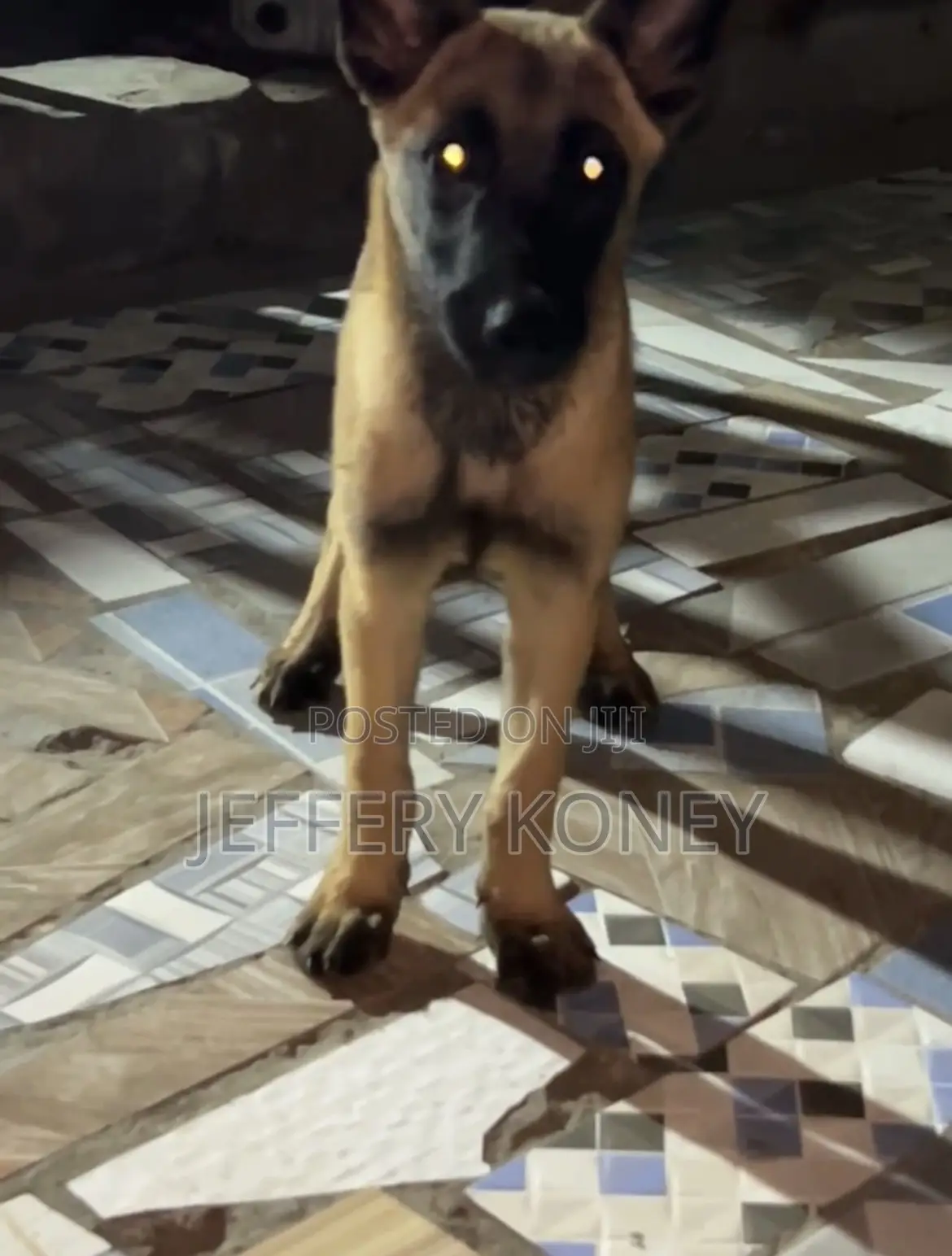 1-3 months Female Purebred Belgian Malinois