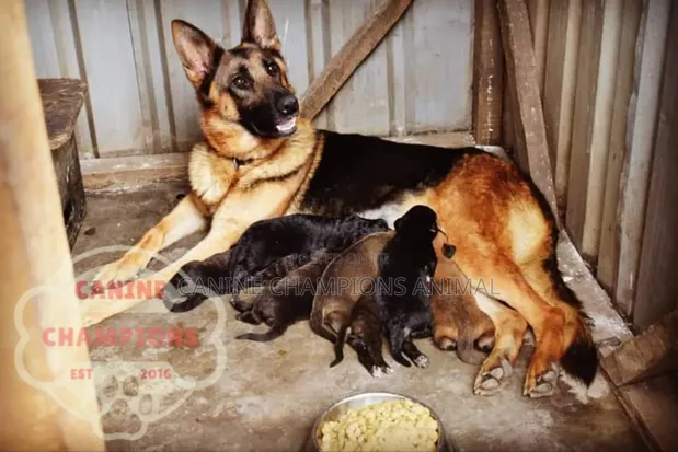 1-3 months Female Purebred German Shepherd in Accra Metropolitan