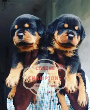 1-3 months Female Purebred Rottweiler
