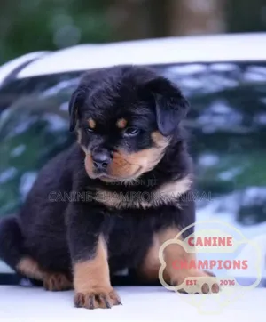 1-3 months Female Purebred Rottweiler
