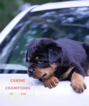 1-3 months Female Purebred Rottweiler