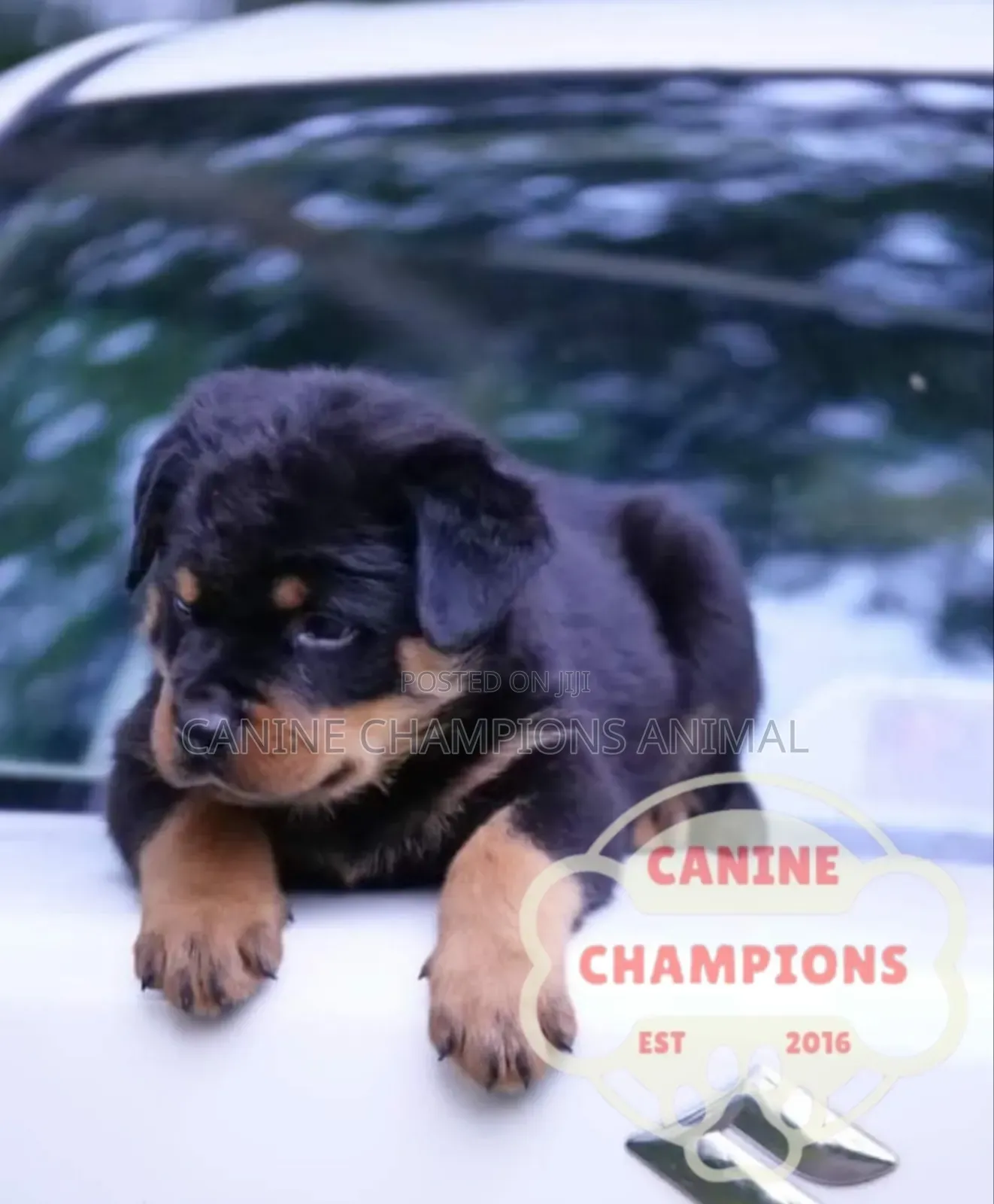 1-3 months Female Purebred Rottweiler