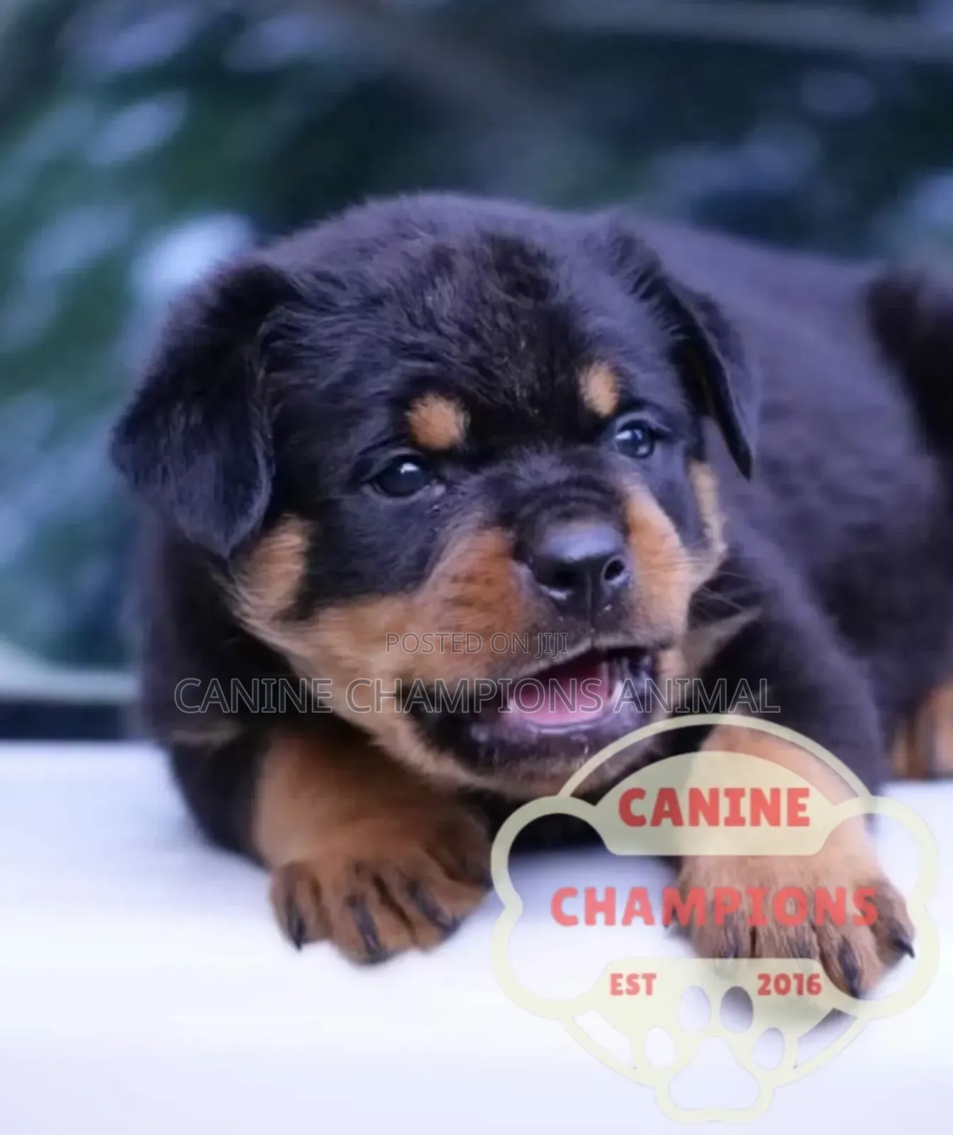 1-3 months Female Purebred Rottweiler