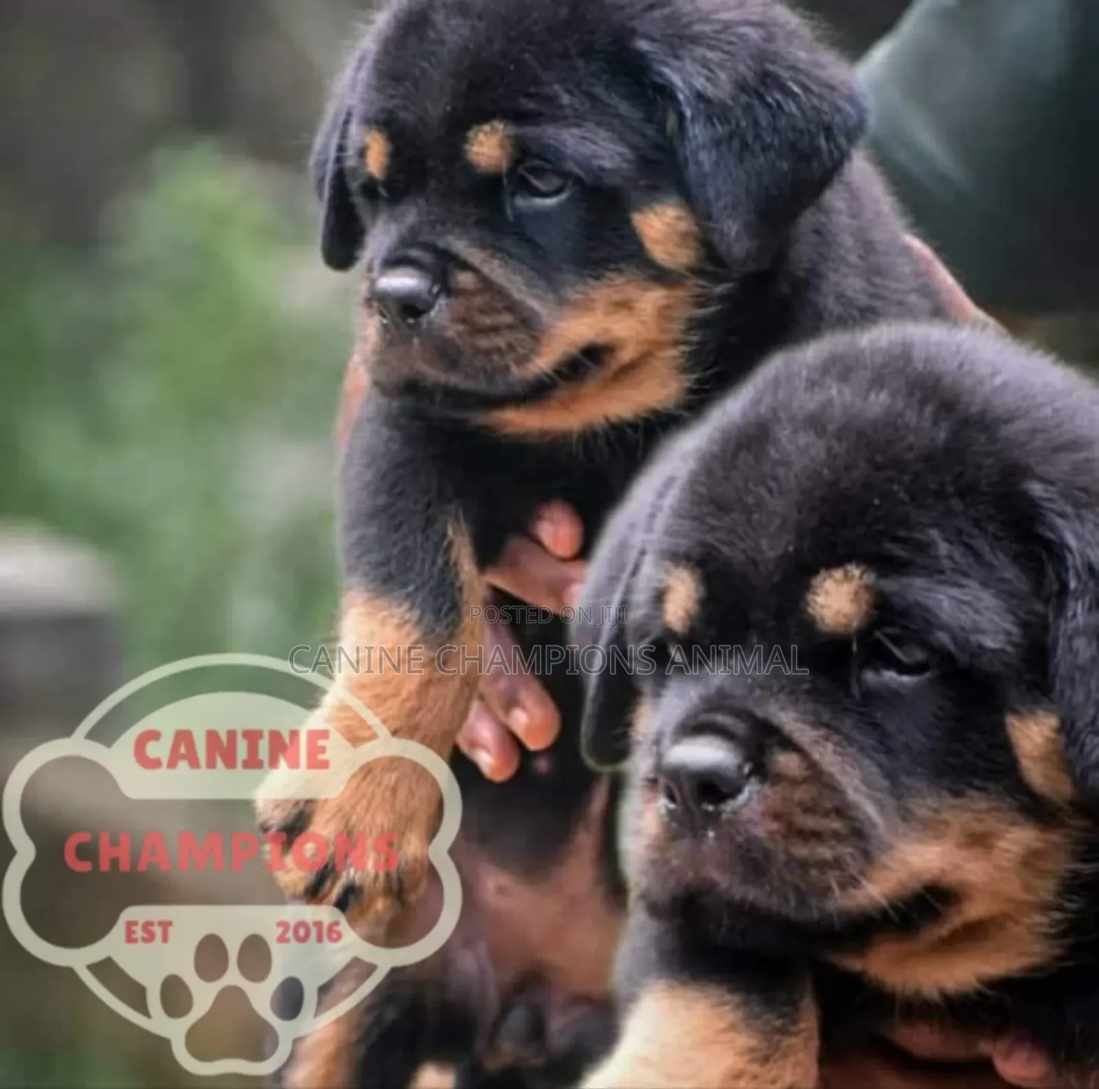 1-3 months Female Purebred Rottweiler