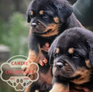 1-3 months Female Purebred Rottweiler