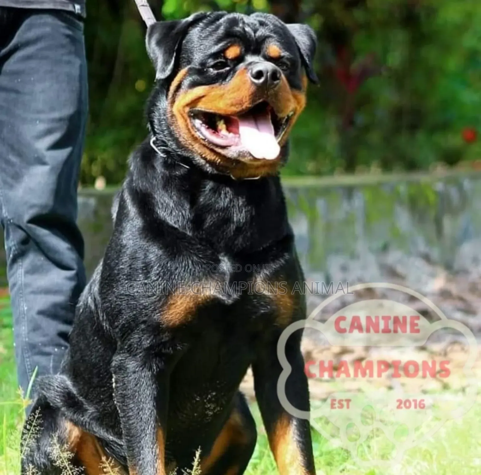 1-3 months Female Purebred Rottweiler