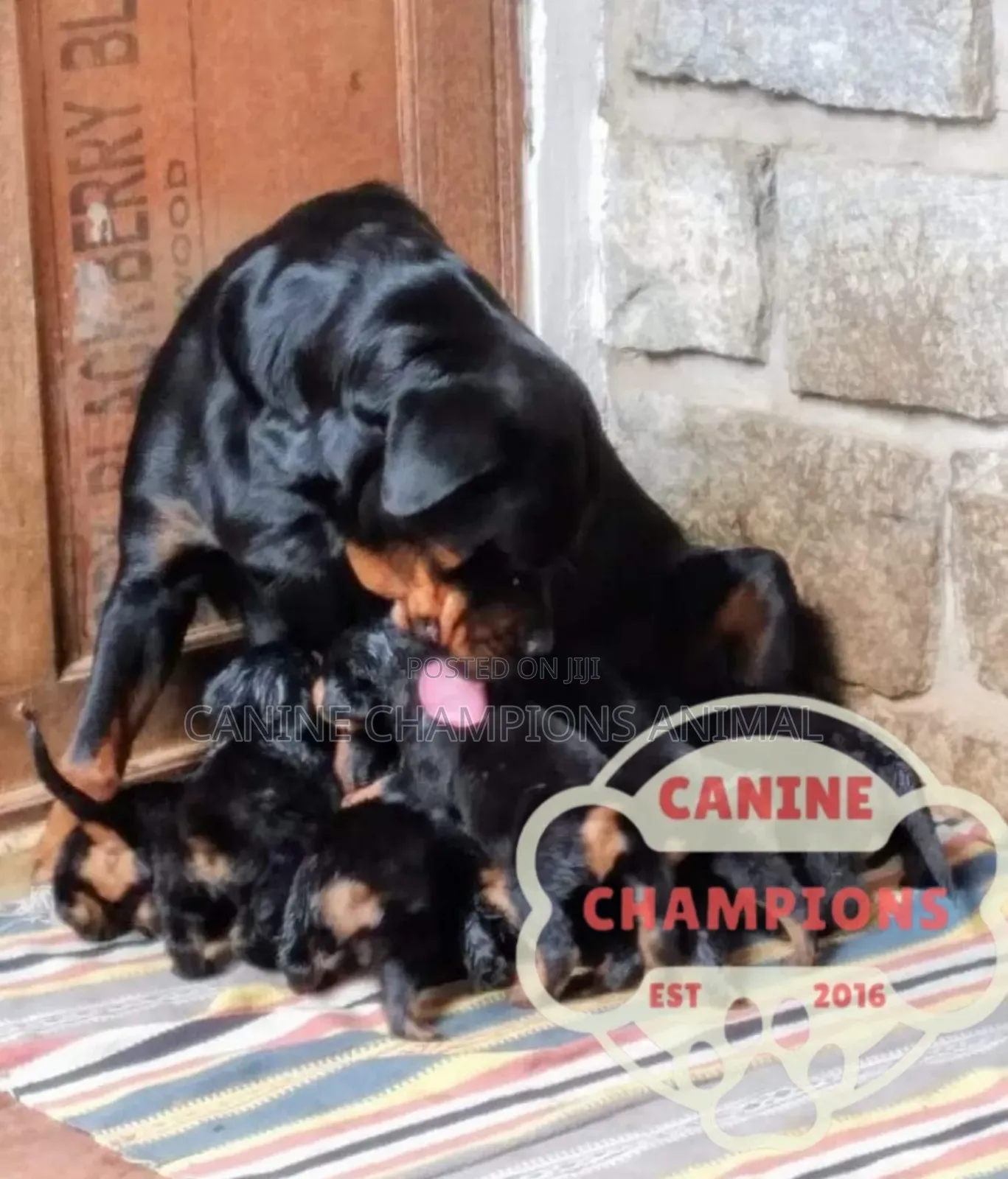 1-3 months Female Purebred Rottweiler