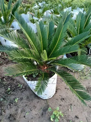 Sago Palm Flower