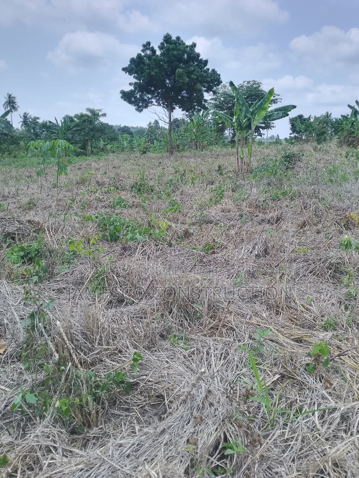 Registered 20 Acres of Farmland for Sale at Asuboi Otumfo