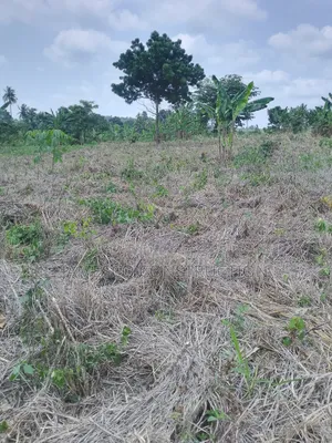Registered 20 Acres of Farmland for Sale at Asuboi Otumfo