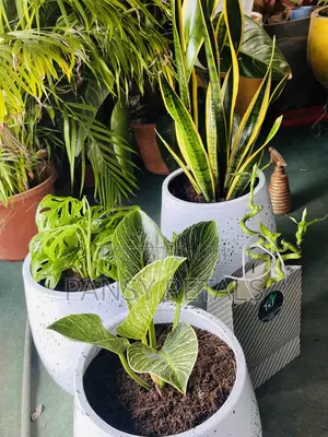 Flower Pots With Plants for Sale