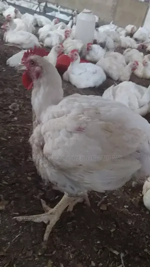 Contact Life Broiler Chicken Weighing 3-4kg